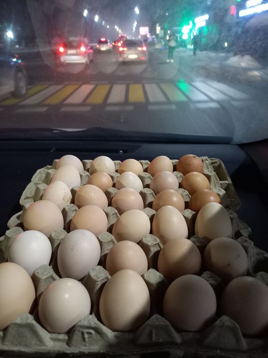 Продам инкубационные яйца