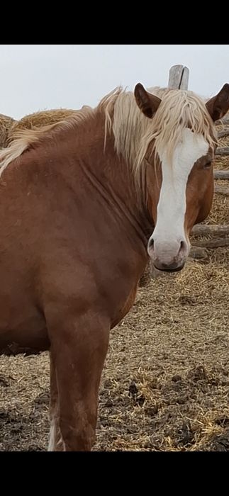 Жеребцы,Советские тяжеловозы