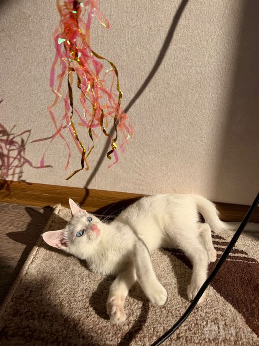 котенок в добрые руки