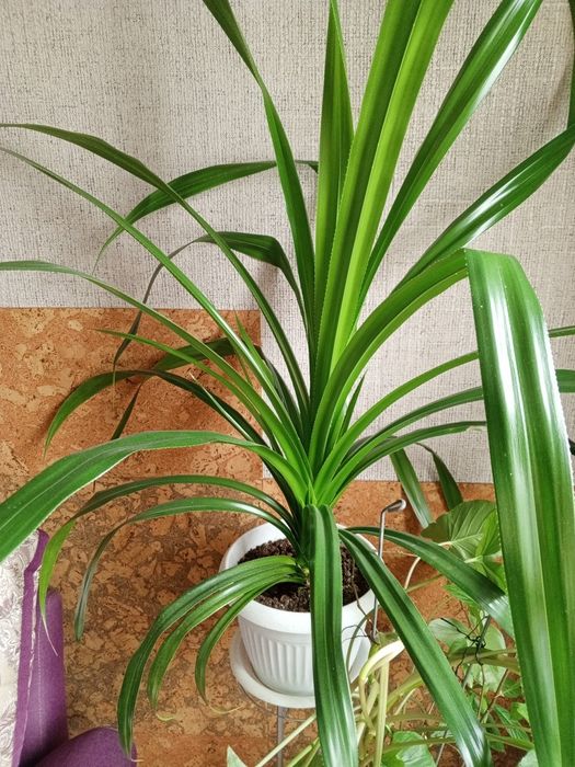 Продам Комнатные цветы