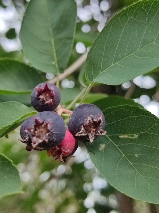 Продам Дачу за Куленовкой