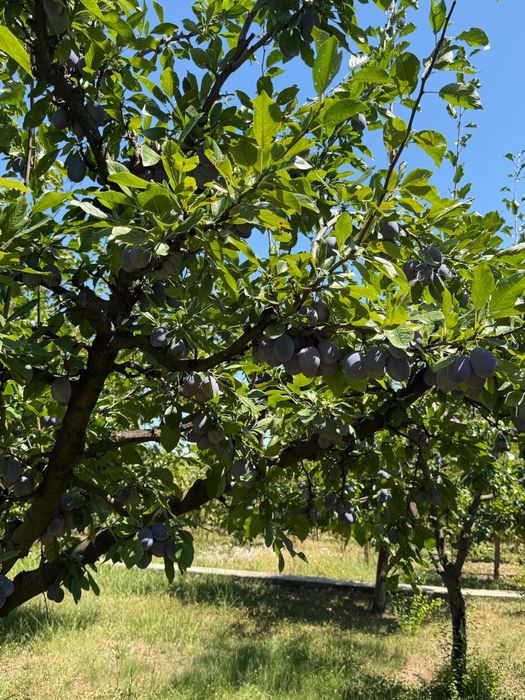 3 lei kg ,prune pe alese!!!