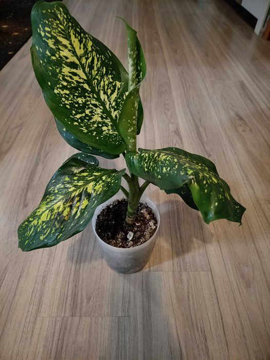 Продам комнатные растения