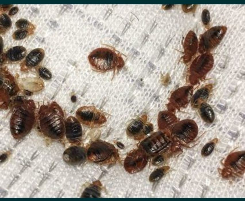 Tratament Plosnite de pat - gandaci - etc