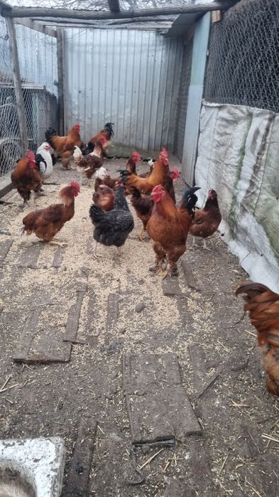 Cocoși de rasă/îmi sati mesaj pe whatsapp