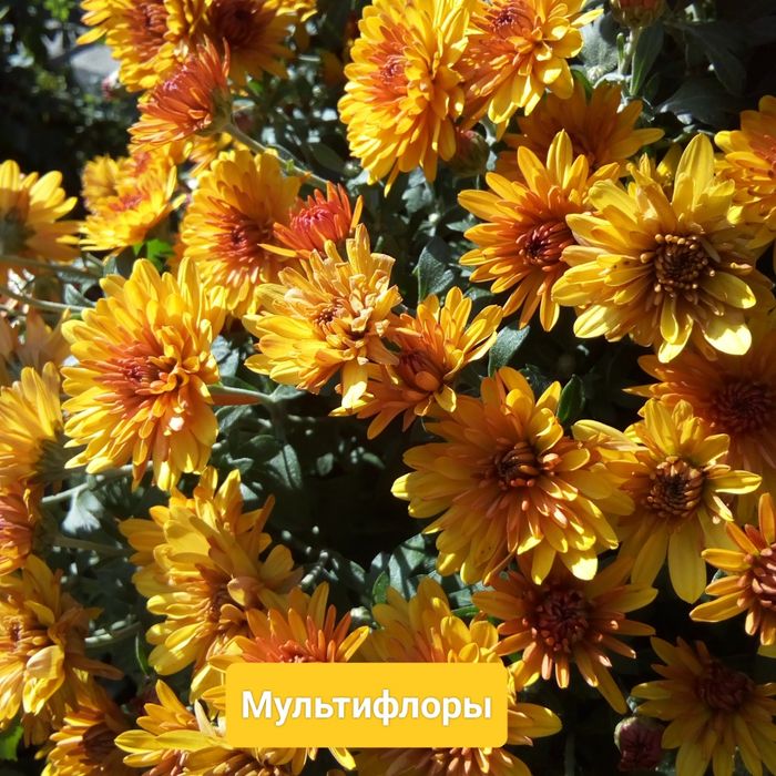 Ели туи Сирени многолетние цветы кустарники.