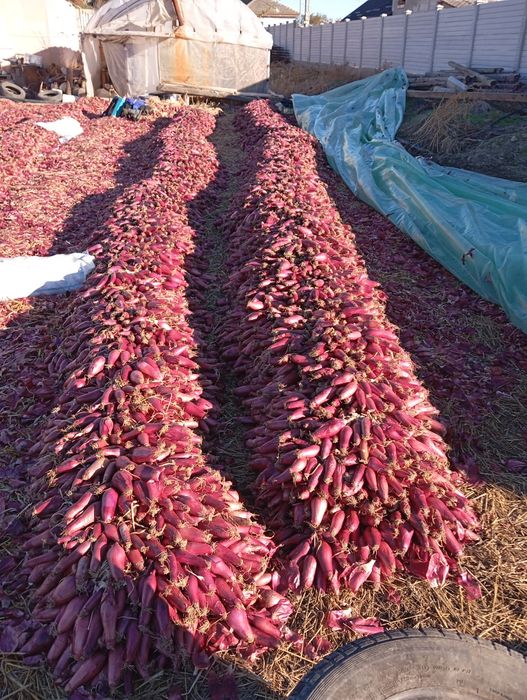 Ceapa roșie de buzau