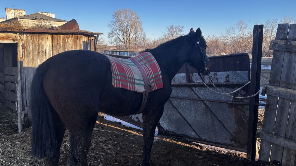 Таза канды тай(полторашка) урғашы