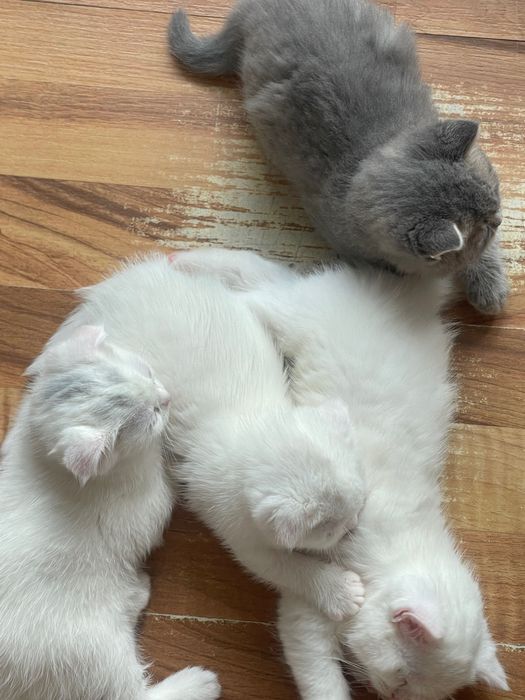 Продам котят . Шотландские вислоухие / с прямыми ушами