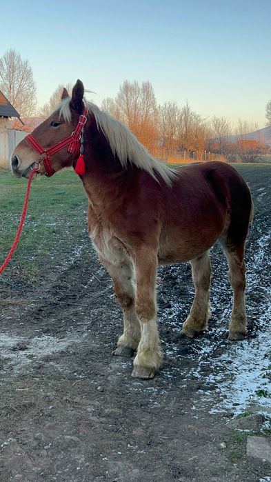 Manz 1 an jumate comtois franta