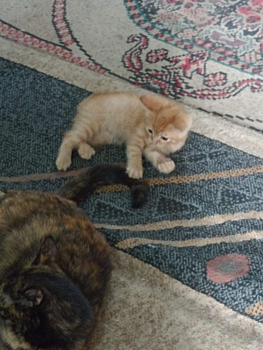 Котят в хорошие руки