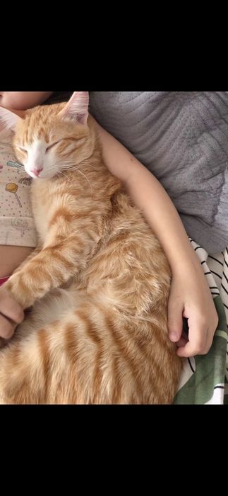 Отдам добрые руки кота