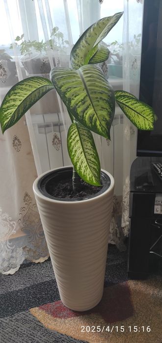 Диффенбахия в напольном кашпо