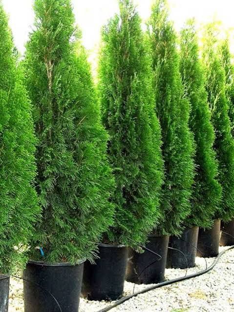 Tuia smaragd mai multe marimi