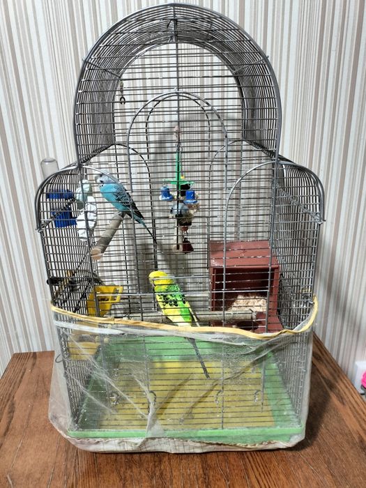 Продам попугаев волнистых