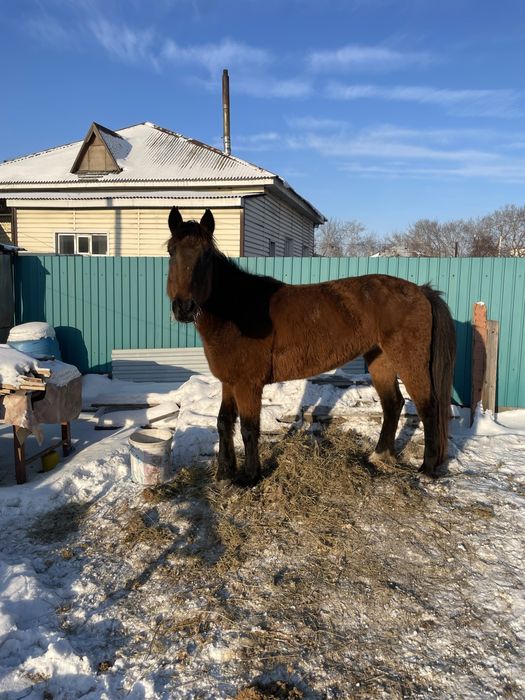 Жуас бие сатылады минги