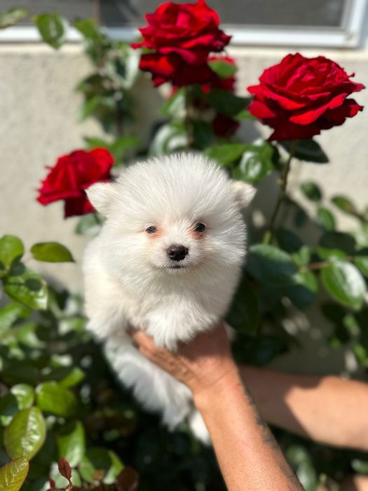 femela pomeranian