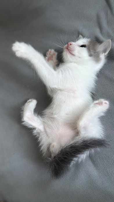 Кошка отдам добрый руки