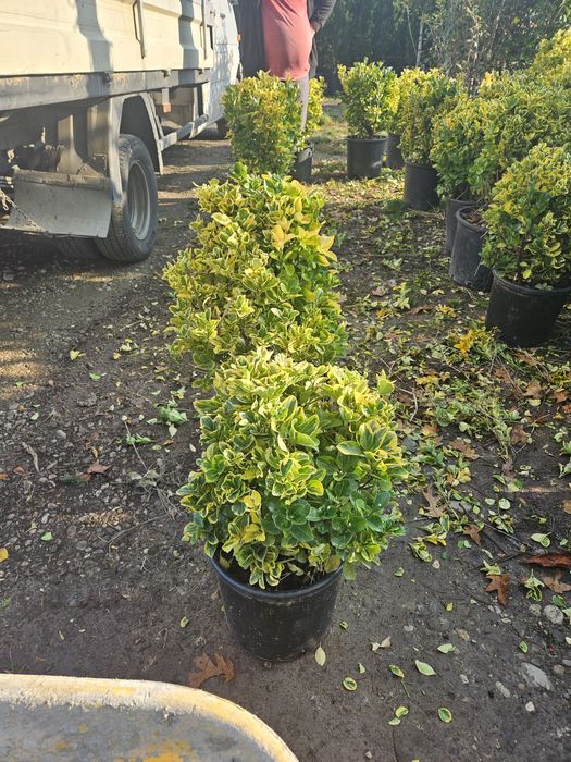 Bambus  pothinia  copaci