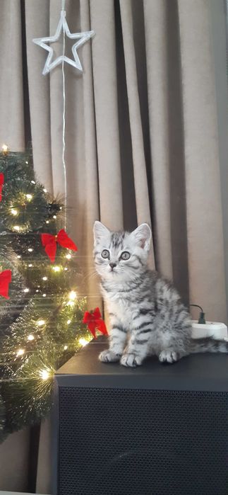 Котята шотландские