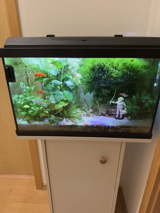 Acvariu 63 l complet