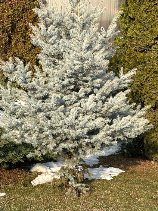 Голубая ель сорта Hoopsii