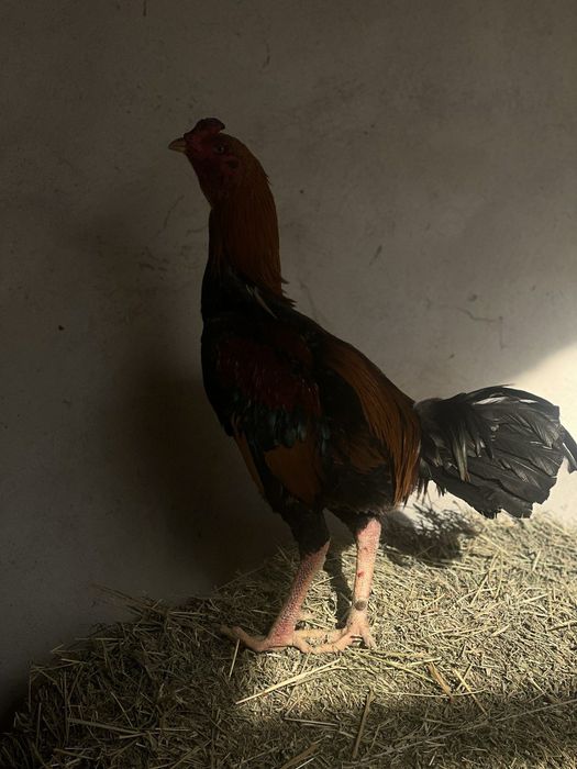 Modda kurkalar va nar kurka sotiladi