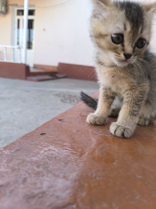 Scottish fold mushukchalar