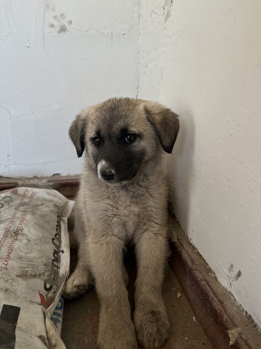 Щенок мальчик в добрые руки