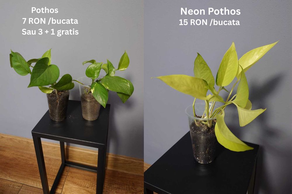 Plante de apartament