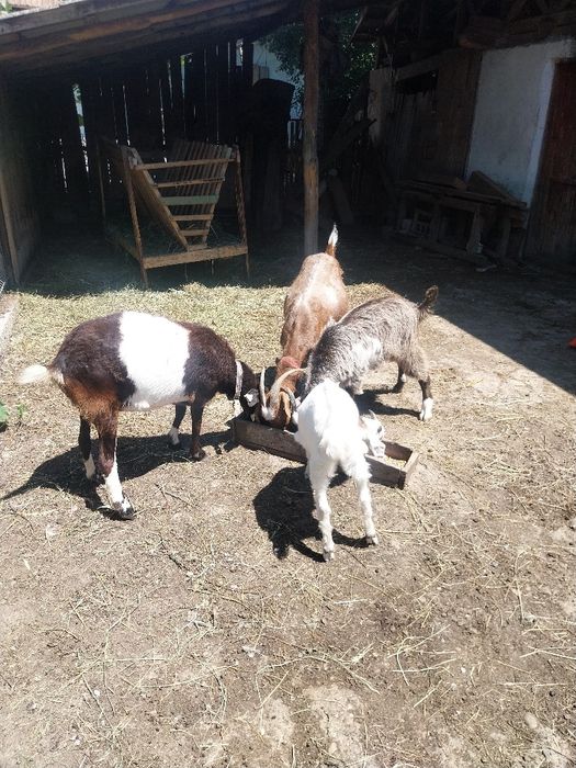 Cauta casa nouă !!