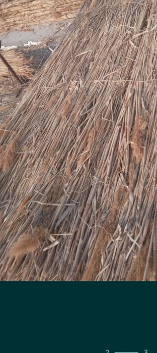 Тараз мата қамыс