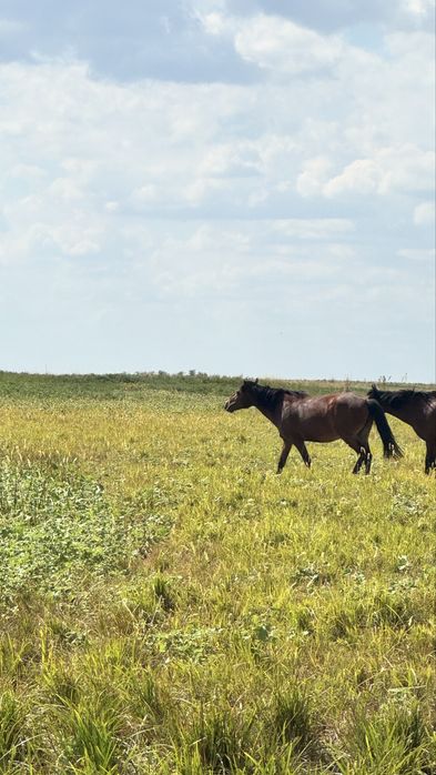 Семіз мінгі ат сатылады