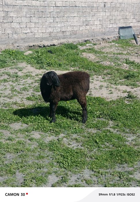 кузи ургочи 8 ойлик сотилади