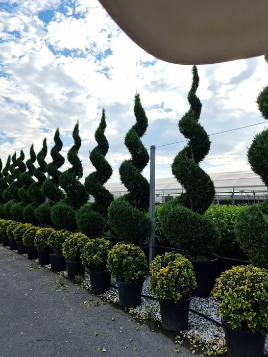 Spirala mare 3.5m - 4m pon pon, tuia, plante ornamentale