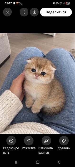 Золотая шиншилла