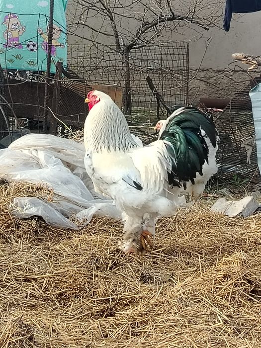 Брама қораз сатылады!