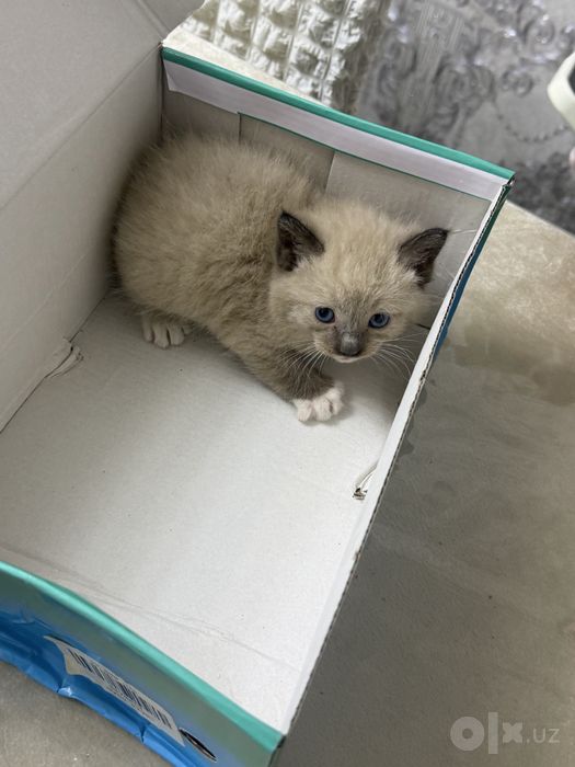кошка сиамская кошка