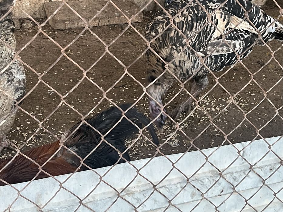 Әтештер сатылады