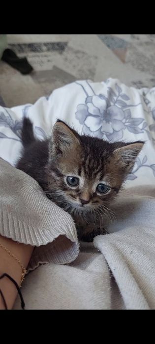 Катенок мальчик  ,катенок