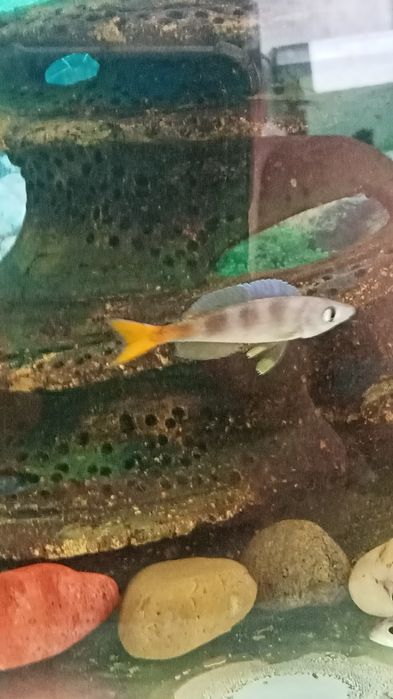 Циприхромис Липтосома