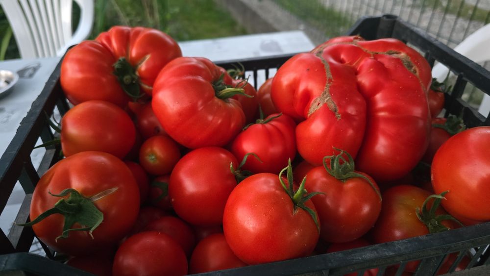 Roșii Bio de Vânzare