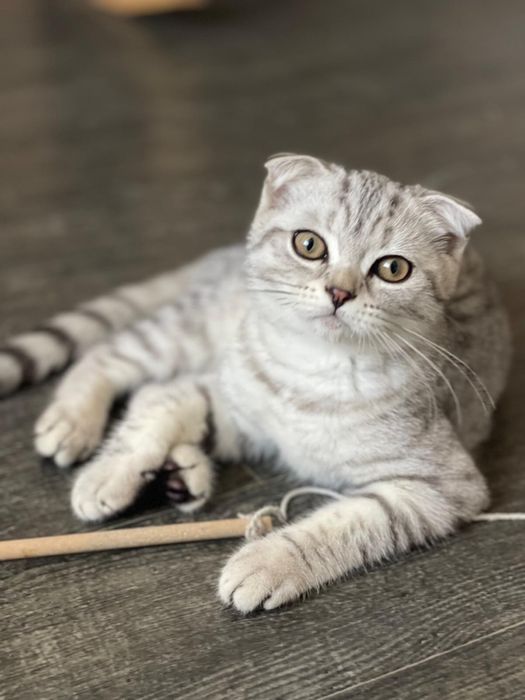 Pisicuta Scottish Fold