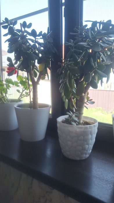 Домашние растение срочно