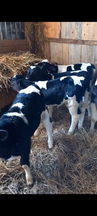 Vițele de Ținut sugare