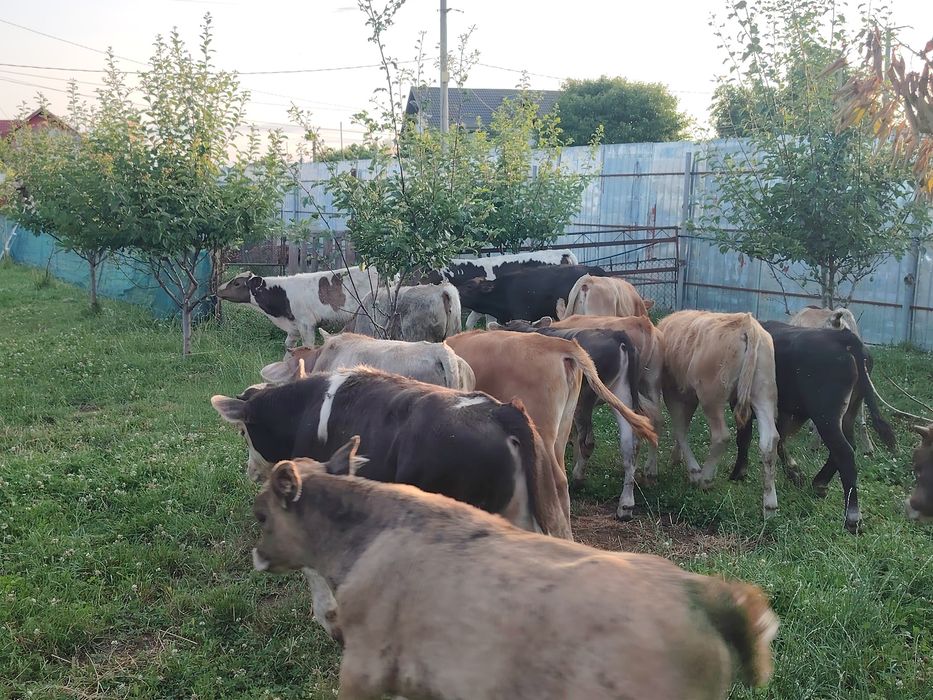 Vând viței înțărcați
