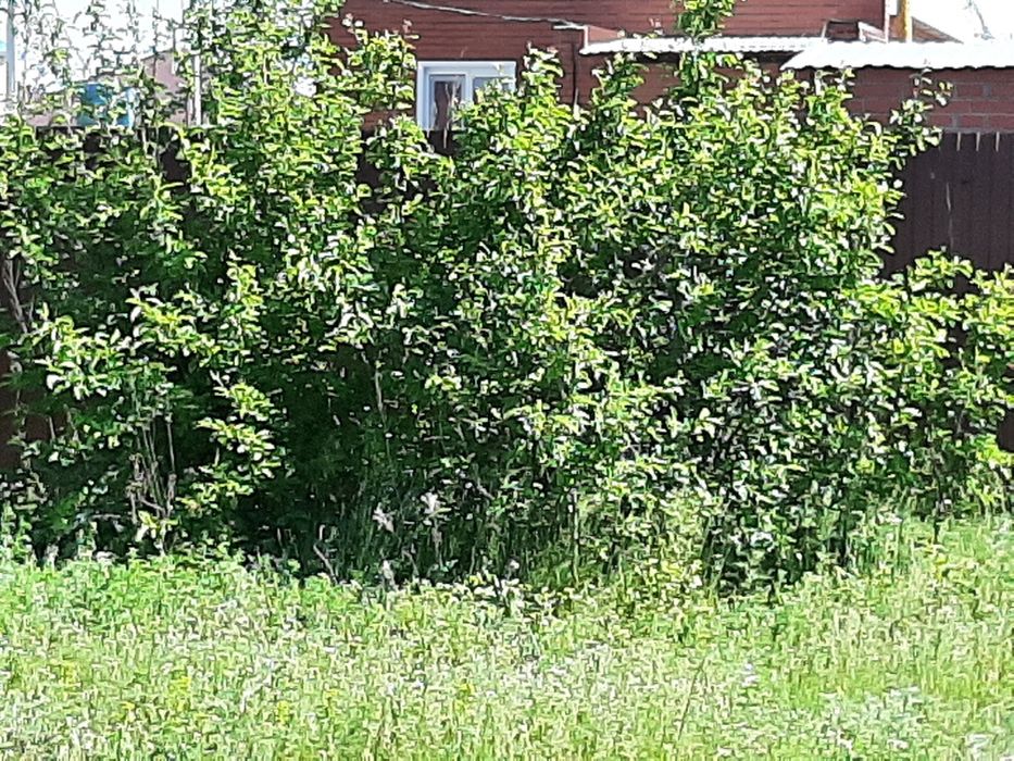 Продам деревья слива