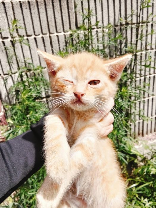 Котята 5 месяцев
