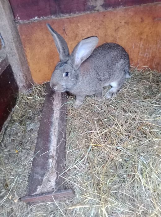 Iepuroaice de vanzare