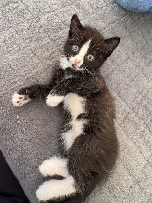 котята от японского бобтейла